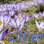 Lillienu